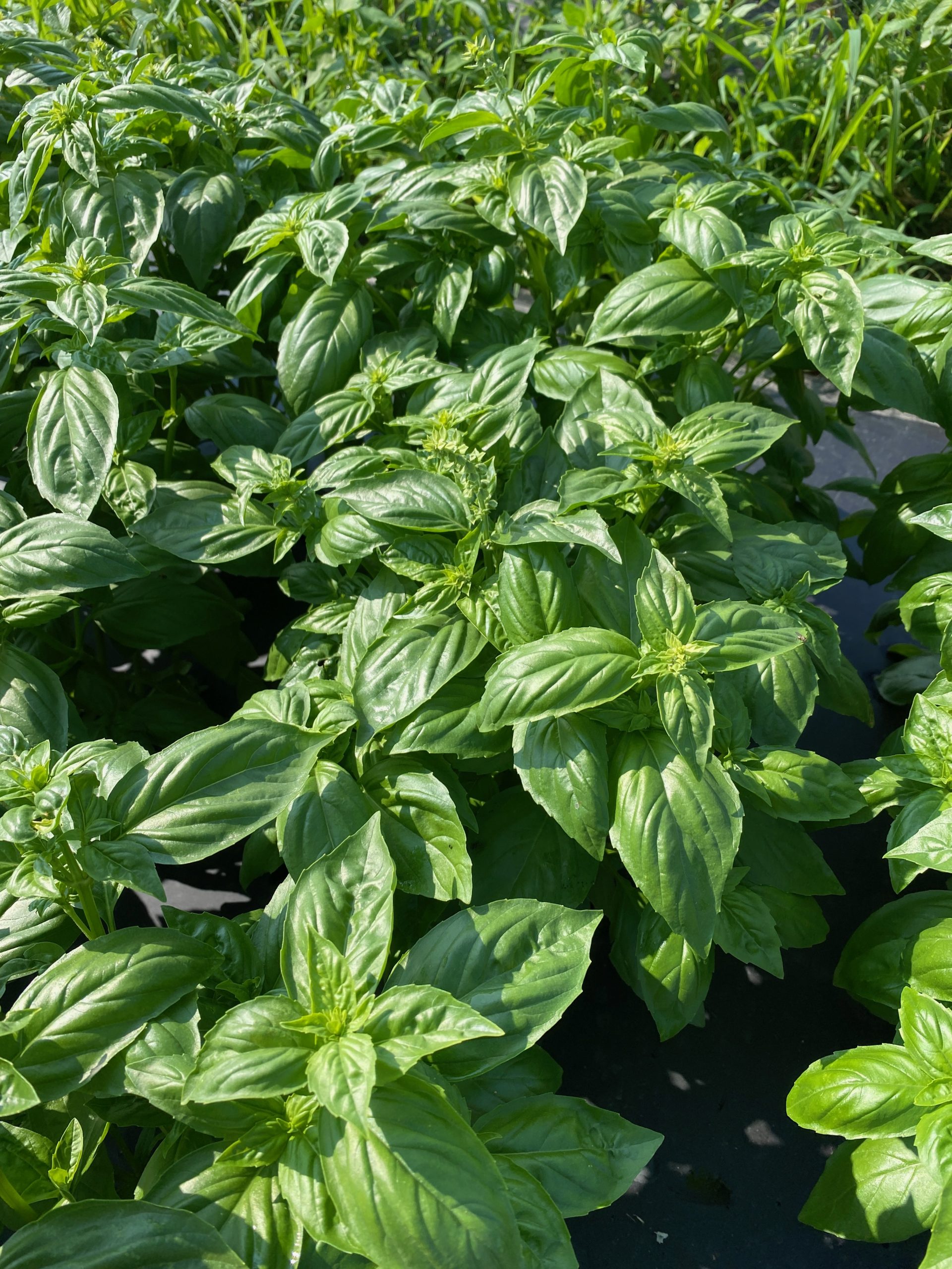 Basil - Genovese Type